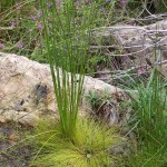 F. Escudella1